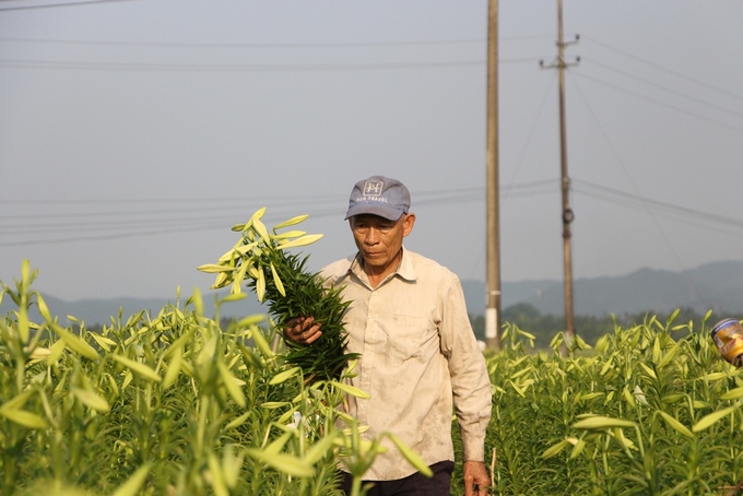 Người dân Huế thu hàng chục triệu đồng mỗi vụ hoa loa kèn